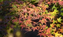 枫丹植物爆料最新消息,神秘植物家族即将亮相，生态画卷再添新彩